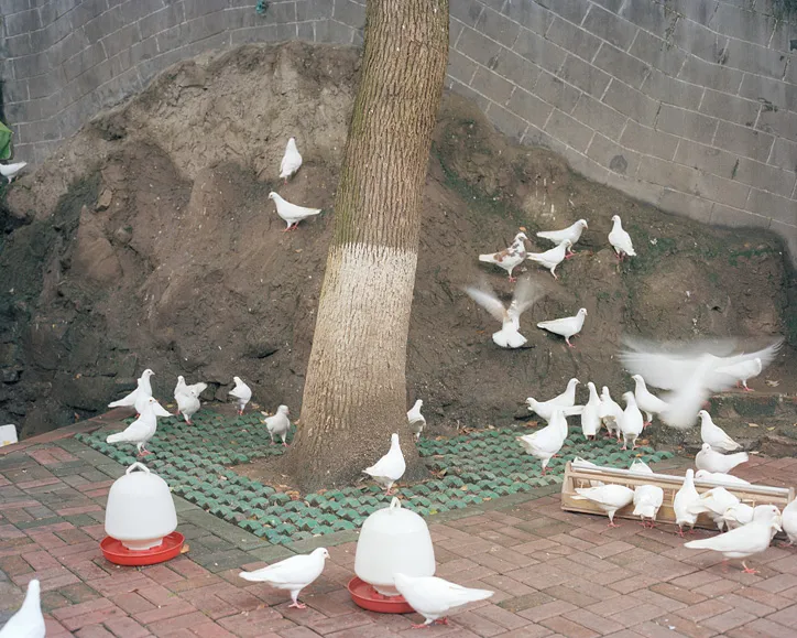 Jiehao Su