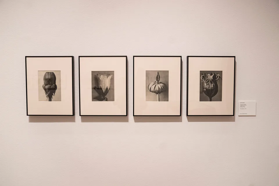 Karl Blossfeldt