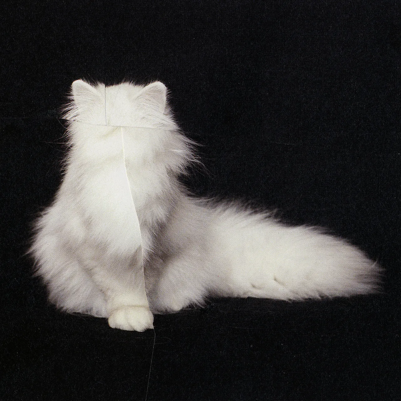 Bw Cat.jpg
