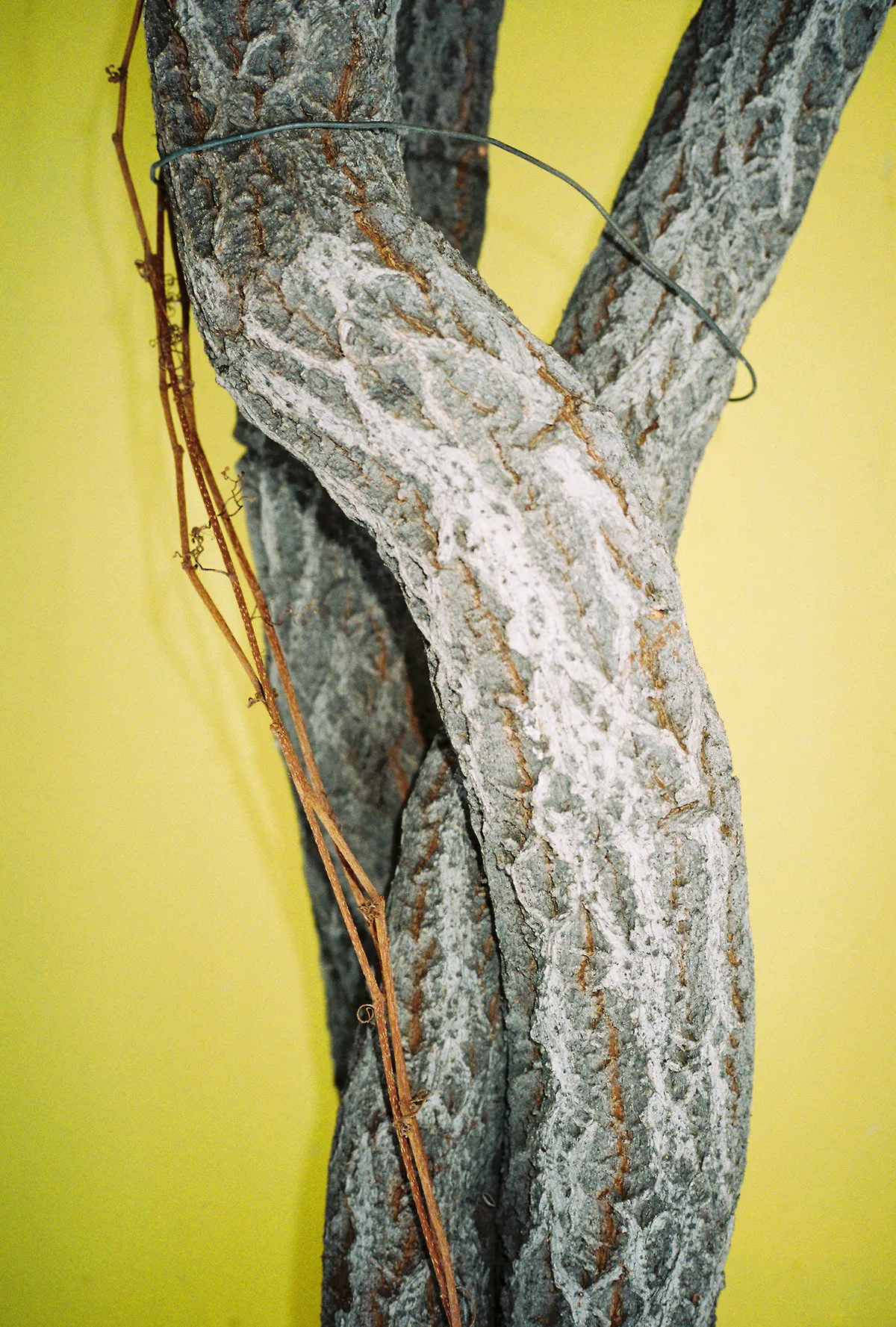 Ren Hang