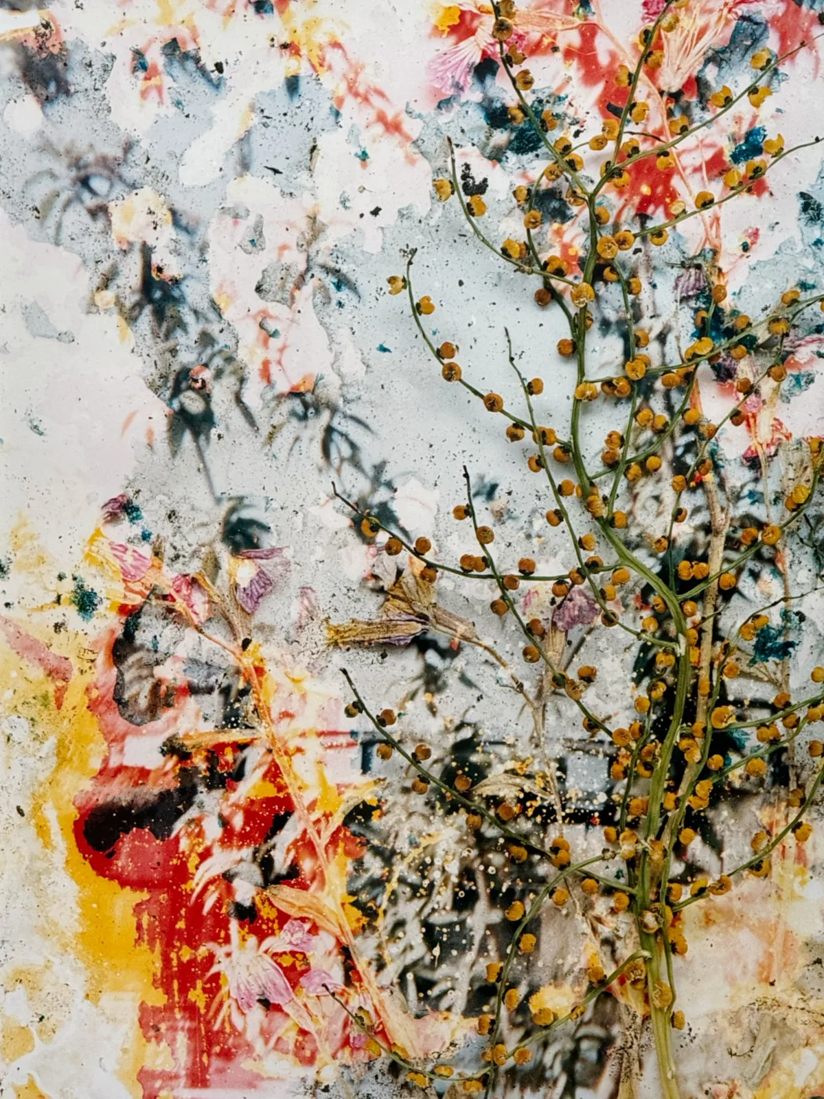 MEP-Plantes2