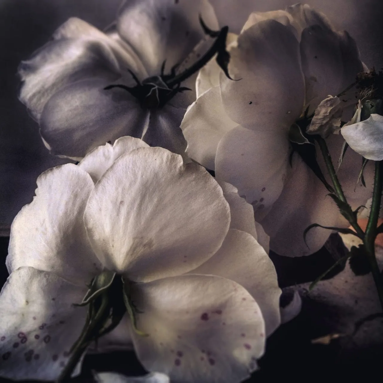 Nickknight Roses Instagram 6