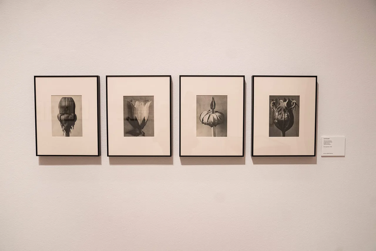 Karl Blossfeldt 2