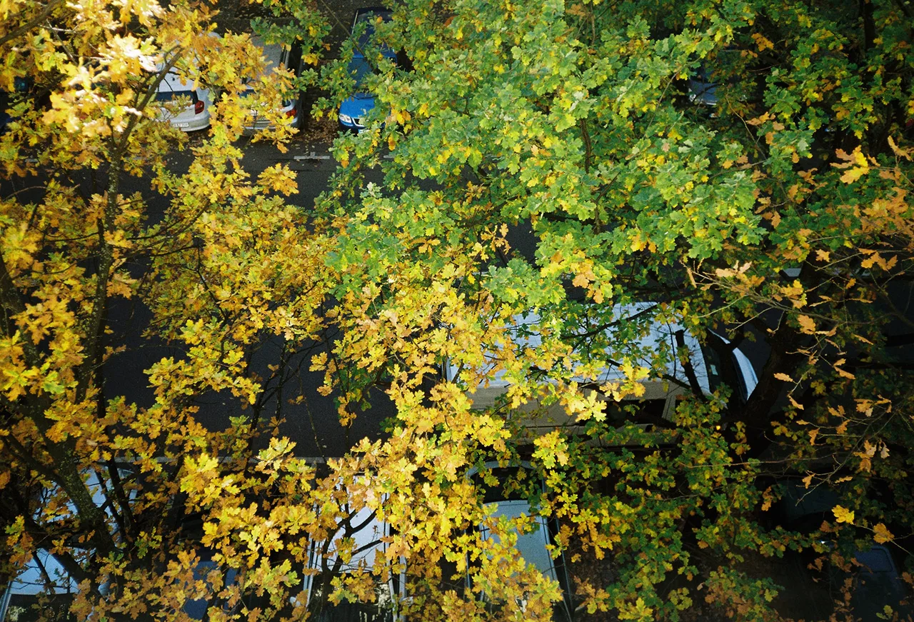 Autumn From Cems Balcony
