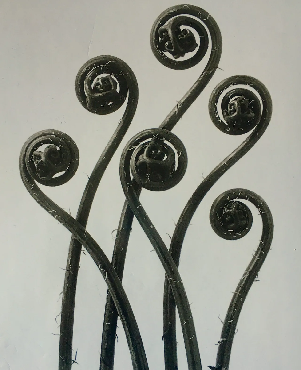 Adiantum Pedatum