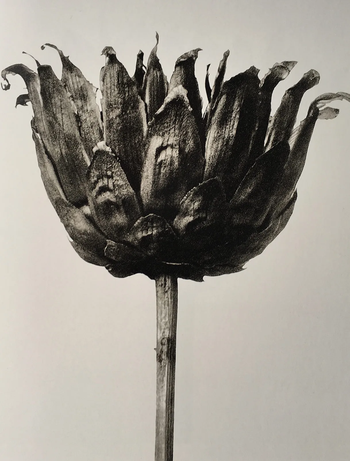 Centaurea Ruthenica