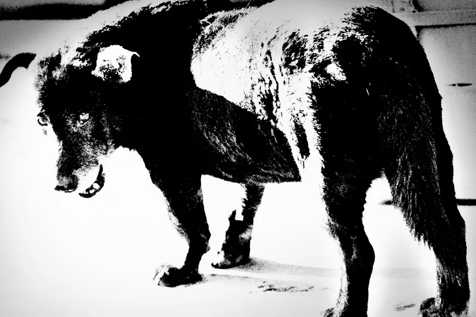 Daido Moriyama