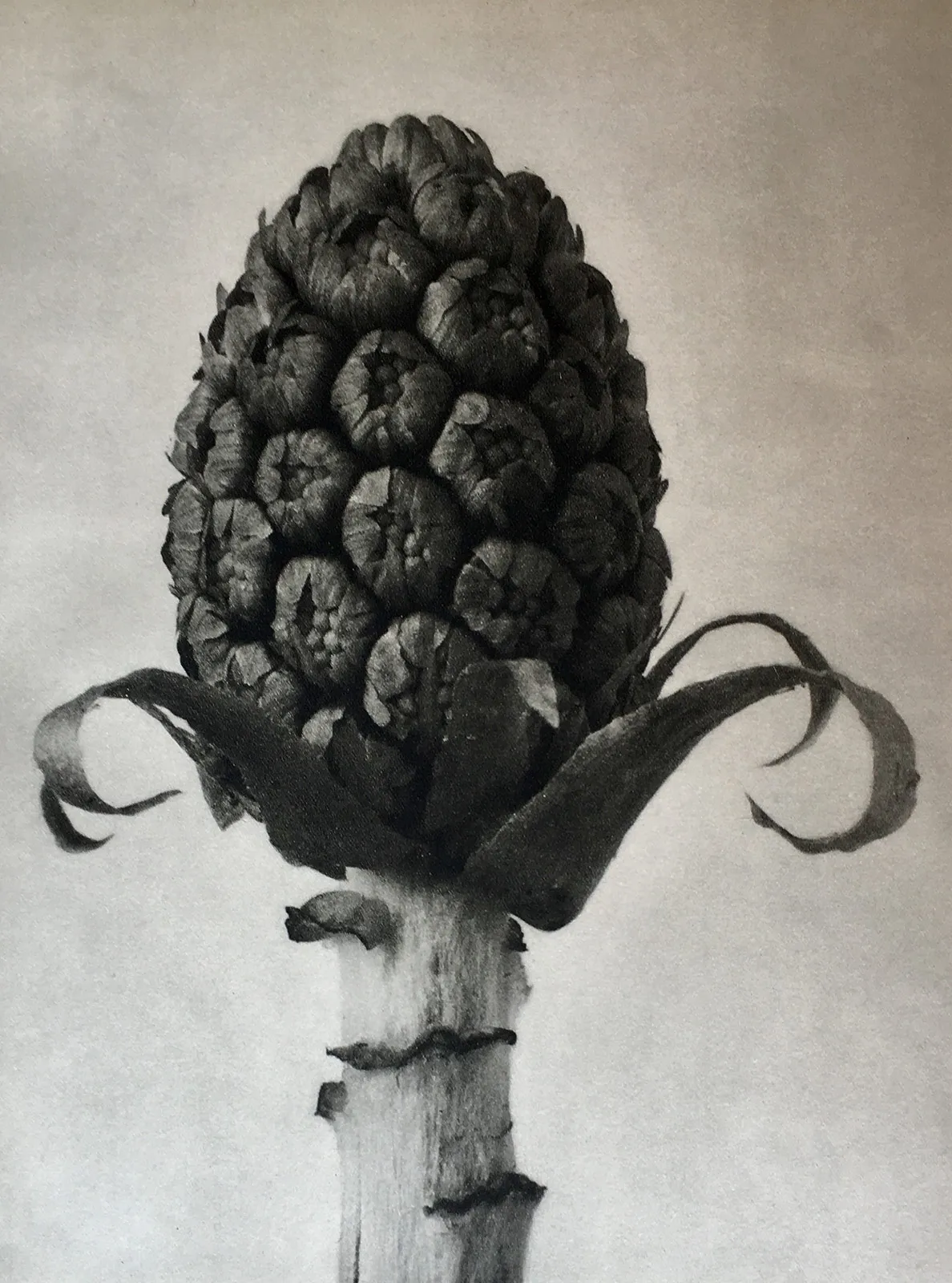 Petasites Officinalis