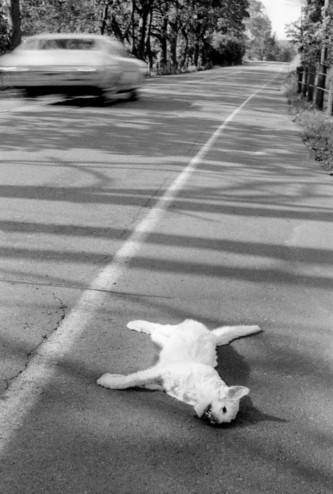 metal-roger-ballen-04